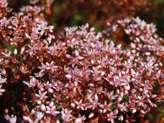Sedum album